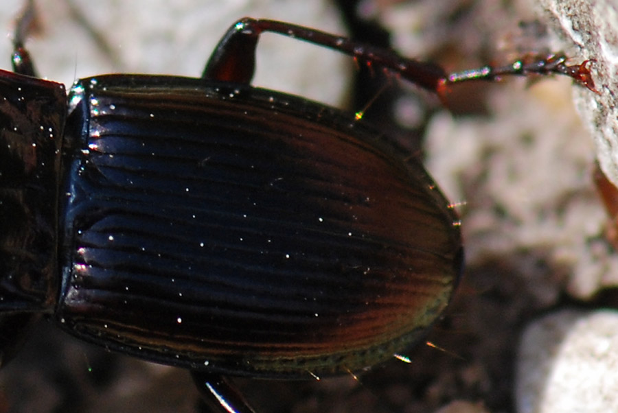 Pterostichus (Cheporus) burmeisteri